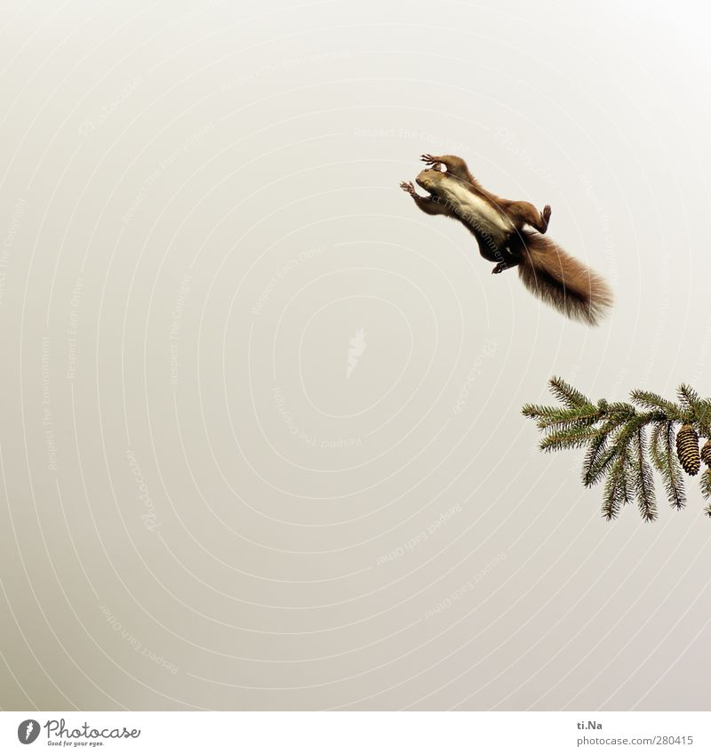 Und täglich fliegt das Hörnchen Baum Tanne Zapfen Garten Wildtier Eichhörnchen 1 Tier fliegen frei hoch schön natürlich Neugier wild braun grün rot Farbfoto