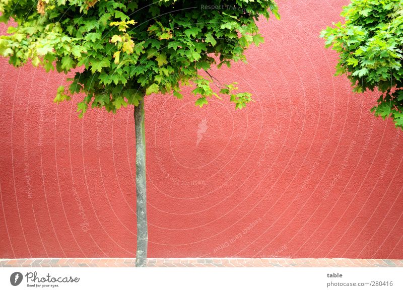 (KI09.01) Freiraum... Pflanze Baum Haus Mauer Wand Fassade Stein Holz stehen Wachstum grün rosa rot ruhig Ausdauer ästhetisch Farbe einzigartig Natur rein