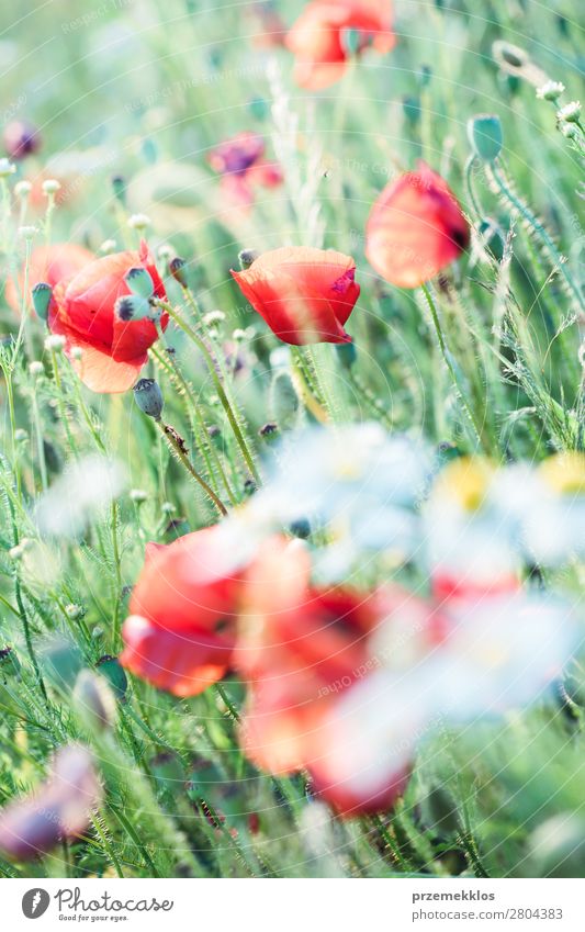 Mohnblumen und andere Pflanzen auf dem Feld Kräuter & Gewürze schön Sommer Garten Natur Blume Gras Blüte Wiese hell wild grün rot Idylle Hintergrund