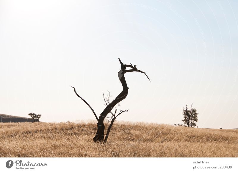 Pteranodon Umwelt Natur Landschaft Pflanze Wolkenloser Himmel Gras Sträucher Wüste Tier 1 stehen außergewöhnlich Baum Ast Tod Illusion Dinosaurier Steppe Namib