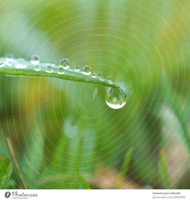 Tropfen auf das grüne Blatt Gras Pflanze Regen glänzend hell Garten geblümt Natur abstrakt Konsistenz frisch Außenaufnahme Hintergrundbild Beautyfotografie
