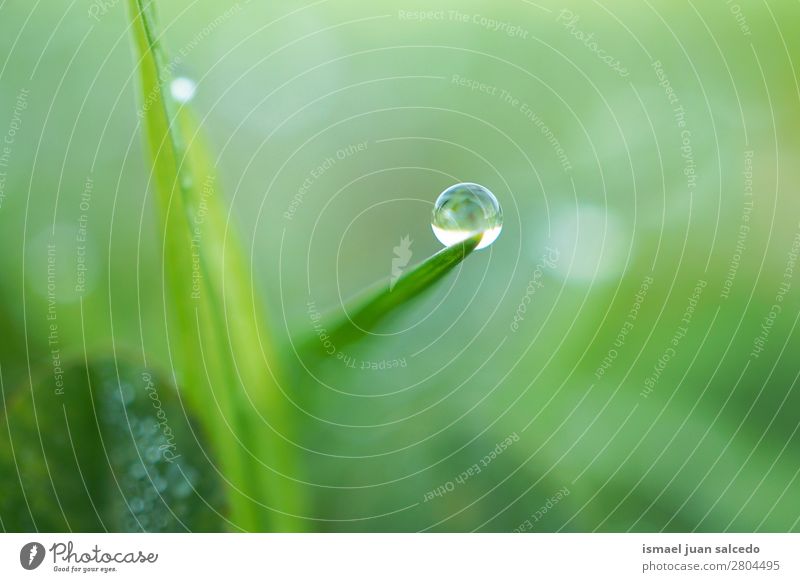 Tropfen auf das grüne Blatt Gras Pflanze Regen glänzend hell Garten geblümt Natur abstrakt Konsistenz frisch Außenaufnahme Hintergrundbild Beautyfotografie
