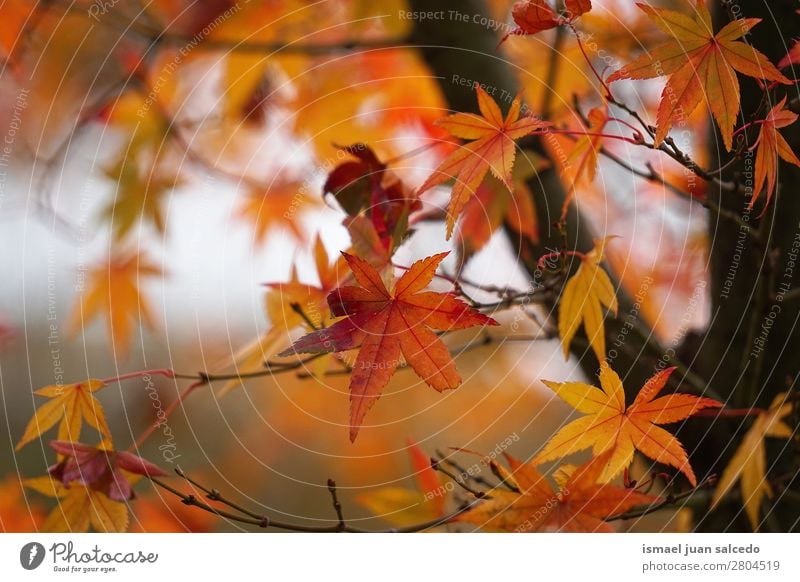 braune Baumblätter Ast Blatt Natur abstrakt Konsistenz Außenaufnahme Hintergrundbild Beautyfotografie zerbrechlich Herbst Winter