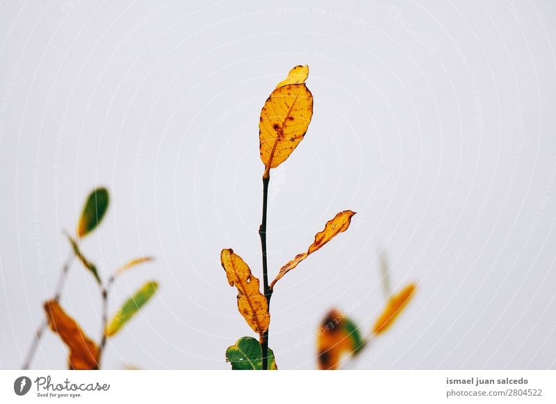 bunte Pflanzenblätter Blatt mehrfarbig Farbe Garten geblümt Natur Dekoration & Verzierung abstrakt Konsistenz frisch Außenaufnahme Hintergrund Beautyfotografie