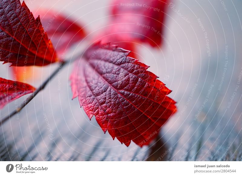rote Pflanze Blatttextur Natur abstrakt Konsistenz Außenaufnahme Hintergrundbild Beautyfotografie zerbrechlich Herbst Winter
