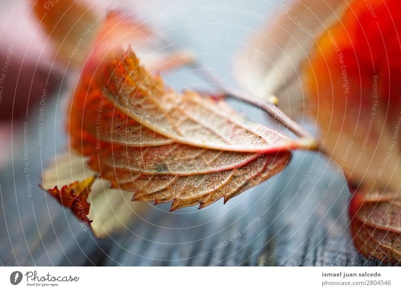 rotes Baumblatt Blatt Natur abstrakt Konsistenz Außenaufnahme Hintergrundbild Beautyfotografie zerbrechlich Herbst Winter