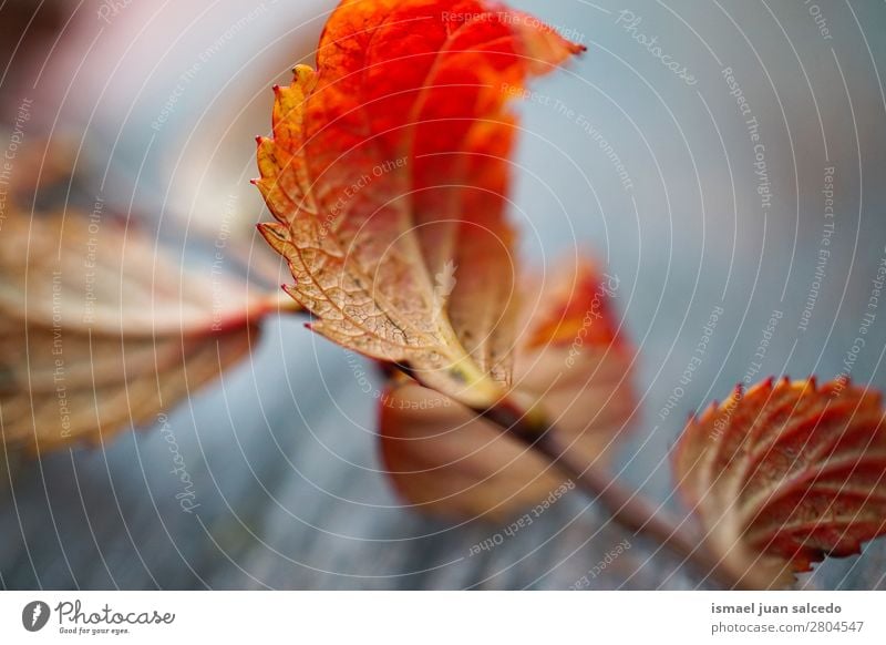 rotes Baumblatt Blatt Natur abstrakt Konsistenz Außenaufnahme Hintergrund Beautyfotografie zerbrechlich Herbst Winter