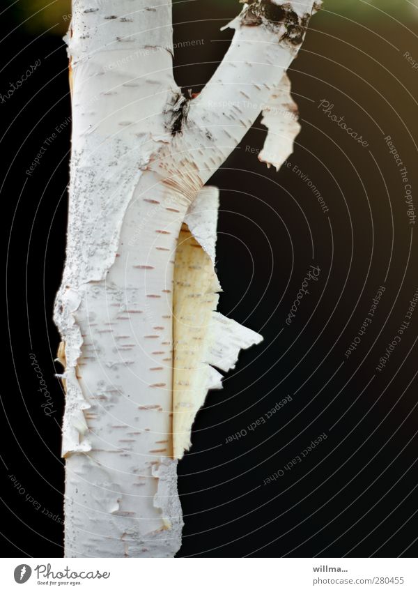 Birken-Strip Baum Birkenrinde Wandel & Veränderung verzweigt abblättern Trennung aus der Haut fahren Erneuerung Birkenstamm Auswechseln Striptease entfalten