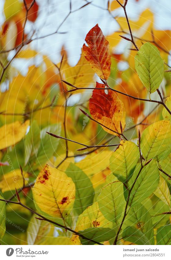 bunte Baumblätter Ast Blatt grün braun gelb mehrfarbig Natur abstrakt Konsistenz Außenaufnahme Hintergrund Beautyfotografie zerbrechlich Herbst Winter