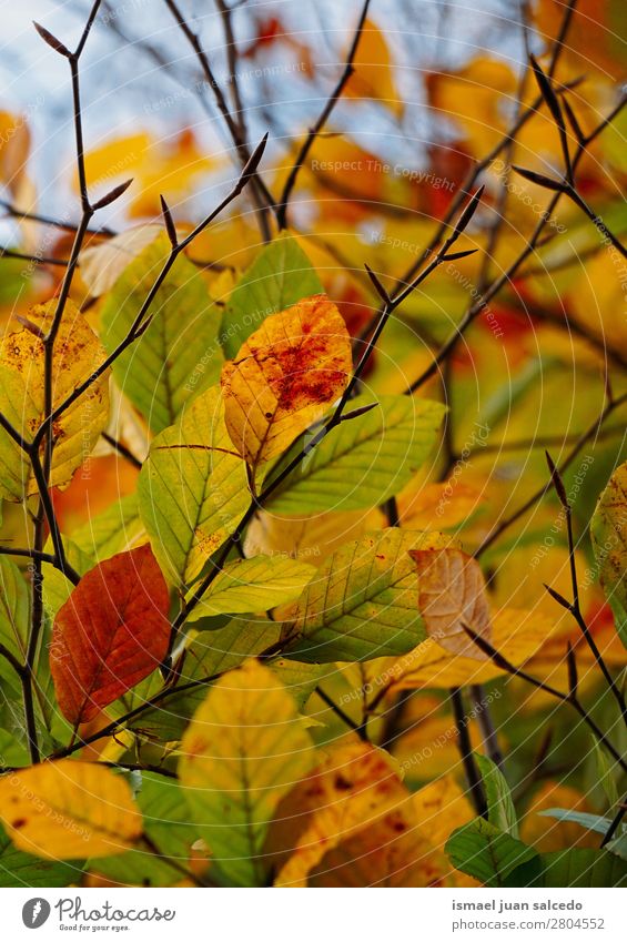 bunte Baumblätter Niederlassungen Blatt grün gelb braun mehrfarbig Natur abstrakt Konsistenz Außenaufnahme Hintergrund Beautyfotografie zerbrechlich Herbst