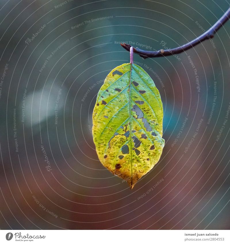 grünes Baumblatt Ast Blatt Natur abstrakt Konsistenz Außenaufnahme Hintergrund Beautyfotografie zerbrechlich Herbst Winter