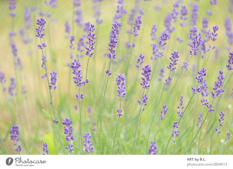 Lavendel Umwelt Natur Landschaft Pflanze Frühling Sommer Blume Blüte außergewöhnlich elegant Freundlichkeit einzigartig saftig blau grün violett Farbfoto