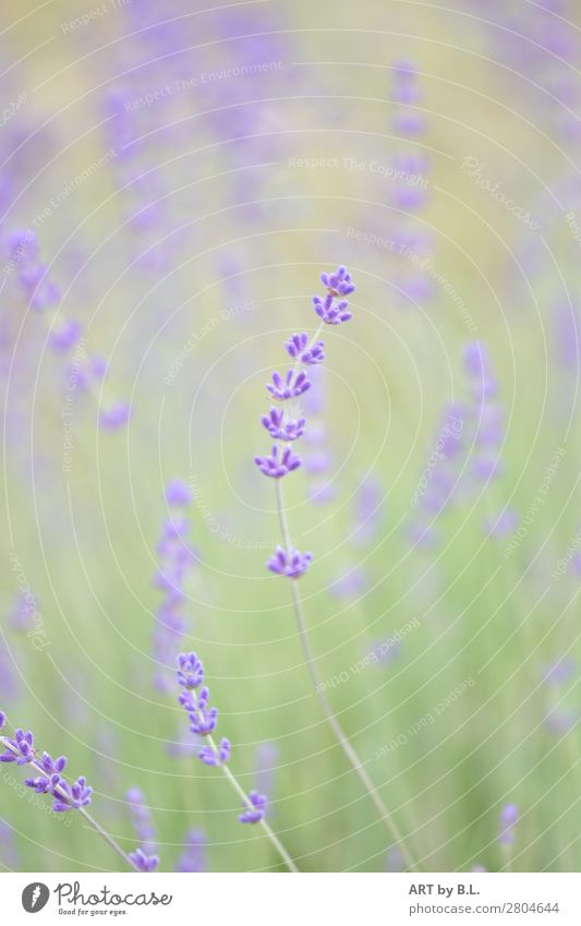 Lavendel Natur Pflanze Blume Blühend grün violett rosa Gefühle Stimmung Frühlingsgefühle Warmherzigkeit Farbfoto Außenaufnahme Menschenleer Textfreiraum links
