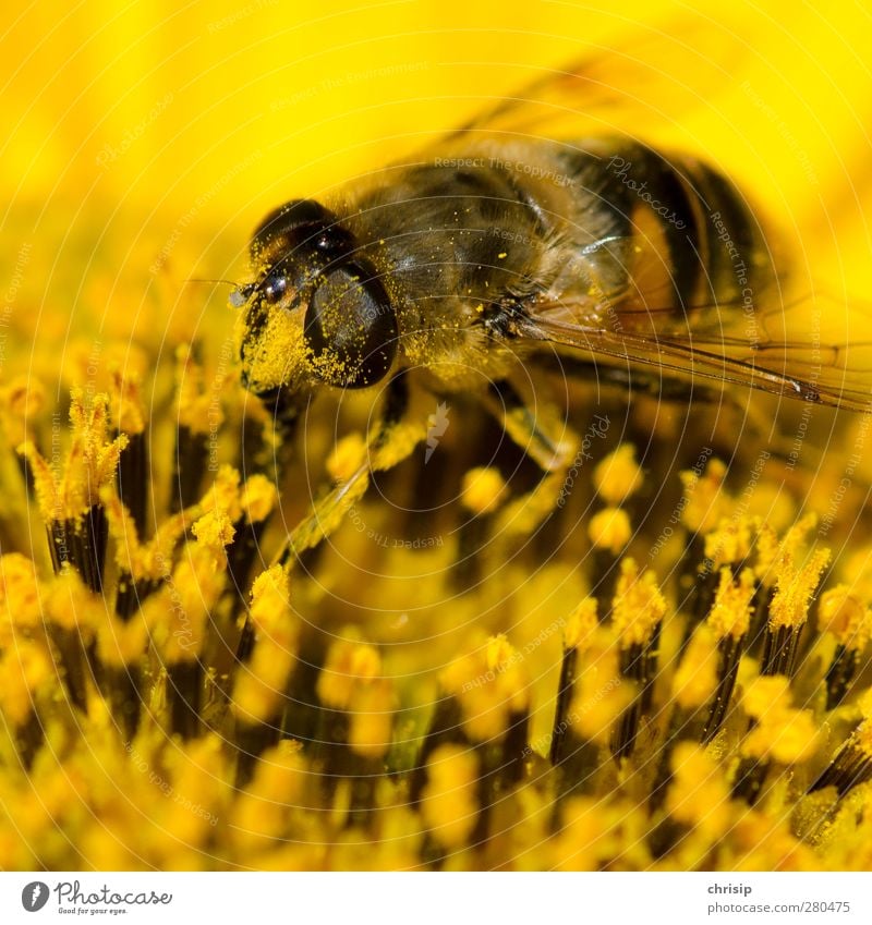die Nase pudern Pflanze Tier Blume Blüte Nutztier Biene Flügel 1 Arbeit & Erwerbstätigkeit Blühend Duft dreckig gelb schwarz Erfolg fleißig Samen Blütenstempel