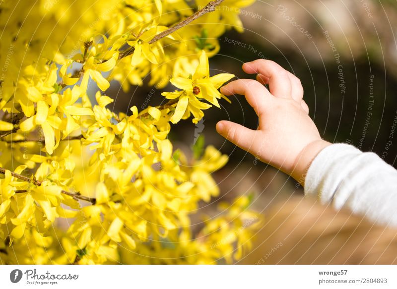 Der Frühling ist zum greifen nah Kind Hand Arme 1 Mensch 1-3 Jahre Kleinkind Pflanze Schönes Wetter Blüte Forsithie Garten Park braun gelb gold rosa