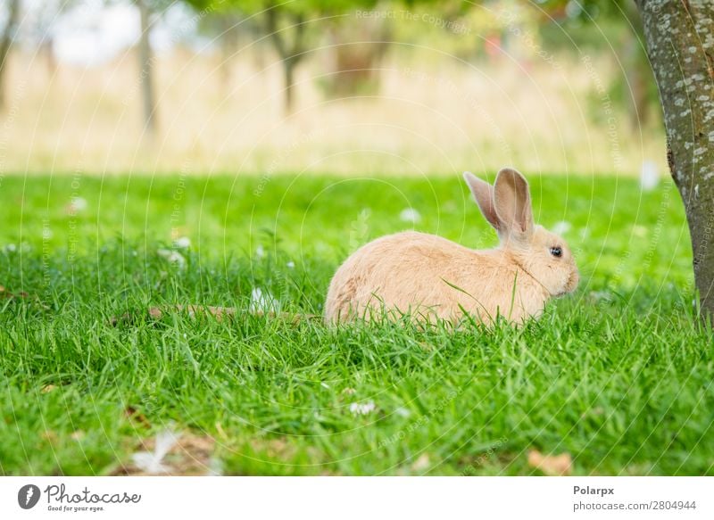 Süßes Kaninchen im grünen Gras sitzend Essen schön Sommer Garten Ostern Umwelt Natur Tier Dürre Blatt Wiese Pelzmantel Haustier klein natürlich niedlich wild