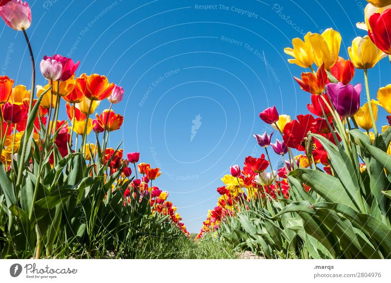 Tulpenfeld Natur Pflanze Wolkenloser Himmel Frühling Schönes Wetter Blume Fluchtpunkt Reihe Blühend schön Frühlingsgefühle Perspektive Symmetrie Farbfoto