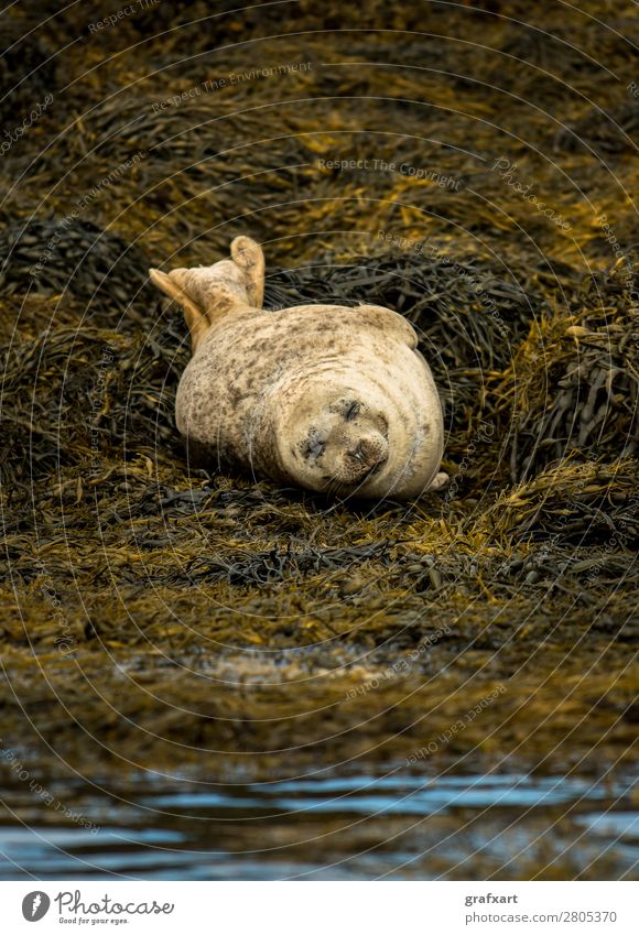 Seehund bei Dunvegan Castle auf der Isle of Skye Lebewesen Atlantik Wachsamkeit biodiversität boot trip dunvegan Erholung erhaltung Fleischfresser freilebend