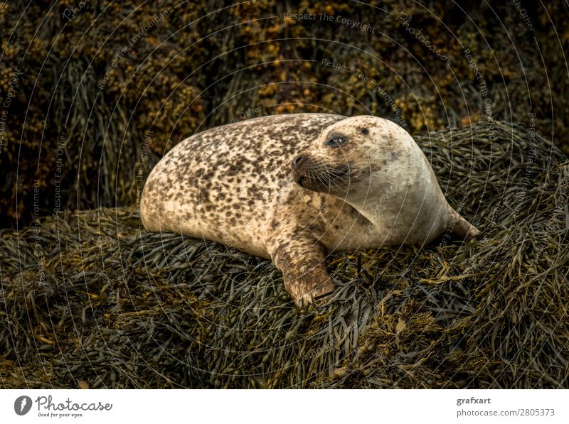 Seehund bei Dunvegan Castle auf der Isle of Skye Lebewesen Atlantik Wachsamkeit biodiversität boot trip Erholung erhaltung Fleischfresser freilebend gefährlich