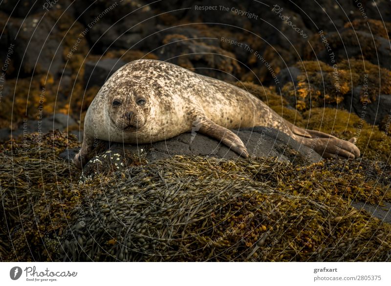 Seehund bei Dunvegan Castle auf der Isle of Skye Lebewesen Atlantik Wachsamkeit biodiversität boot trip Erholung erhaltung Fleischfresser freilebend gefährlich