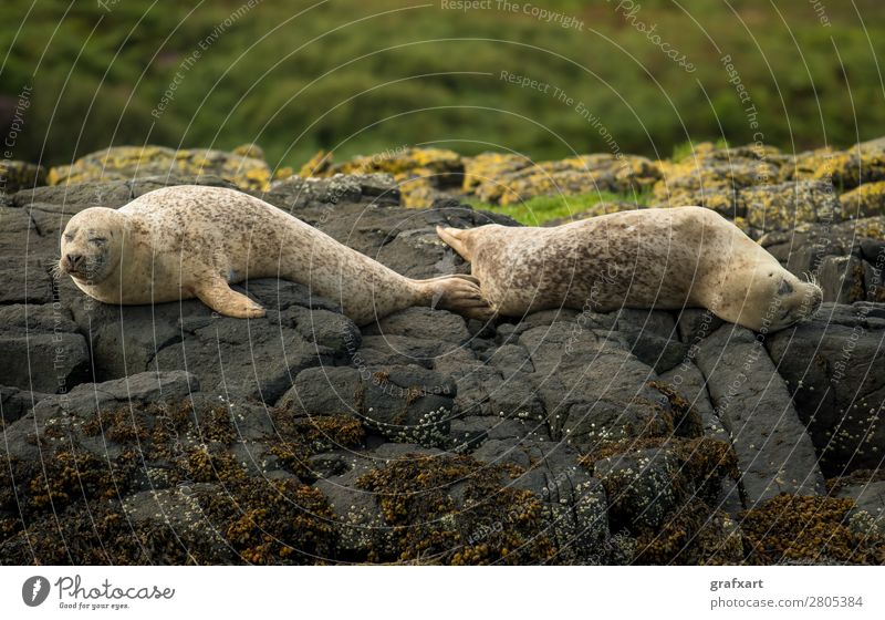Seehunde bei Dunvegan Castle auf der Isle of Skye Lebewesen Atlantik Wachsamkeit biodiversität boot trip Erholung erhaltung Fleischfresser freilebend gefährlich