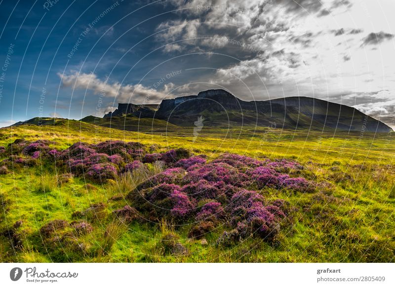 Felsformation Old Man Storr auf der Isle of Skye in Schottland Berge u. Gebirge Bekanntheit Vielfältig Blühend Blume Einsamkeit Formation Geologie Gipfel