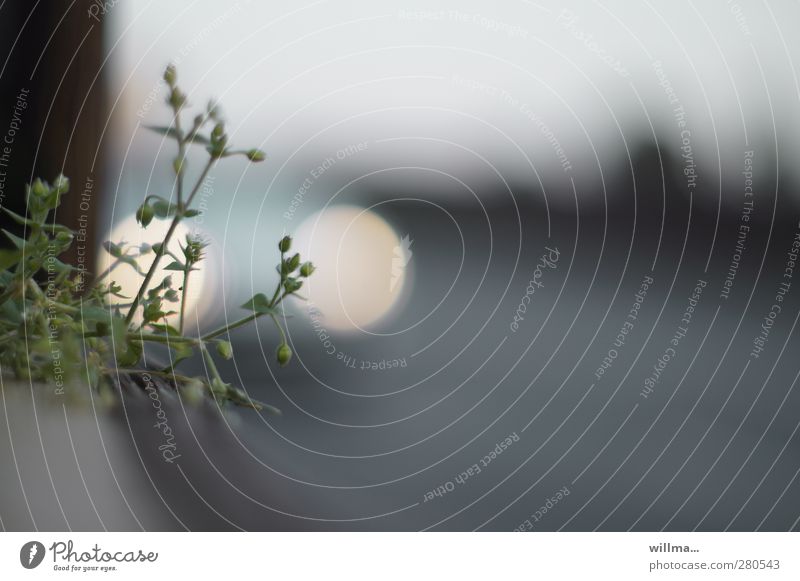 Miere am Straßenrand, im Hintergrund Scheinwerfer Pflanze Blume Wildpflanze Autoscheinwerfer grau weiß Einsamkeit Umwelt Überleben Abend Dämmerung Silhouette