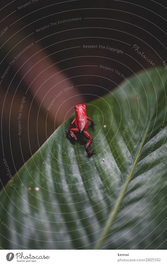 Der giftige Frosch harmonisch Ferien & Urlaub & Reisen Abenteuer Safari Expedition Natur Tier Schönes Wetter Pflanze exotisch Blatt Urwald Costa Rica Wildtier