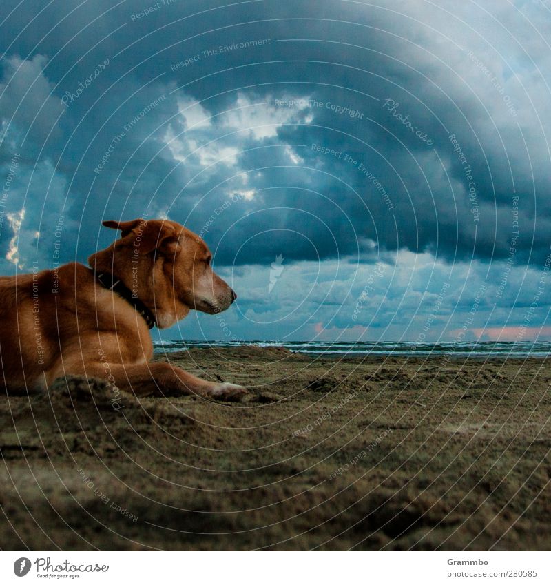 Hund(ert) Tier Haustier 1 liegen warten Sand Strand Wolken ruhig Farbfoto Außenaufnahme Textfreiraum rechts Textfreiraum unten Dämmerung