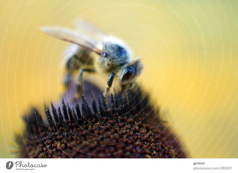 fleißige Biene Tier Nutztier 1 Arbeit & Erwerbstätigkeit Blühend stehen natürlich wild braun gelb gewissenhaft diszipliniert Farbfoto Außenaufnahme Nahaufnahme