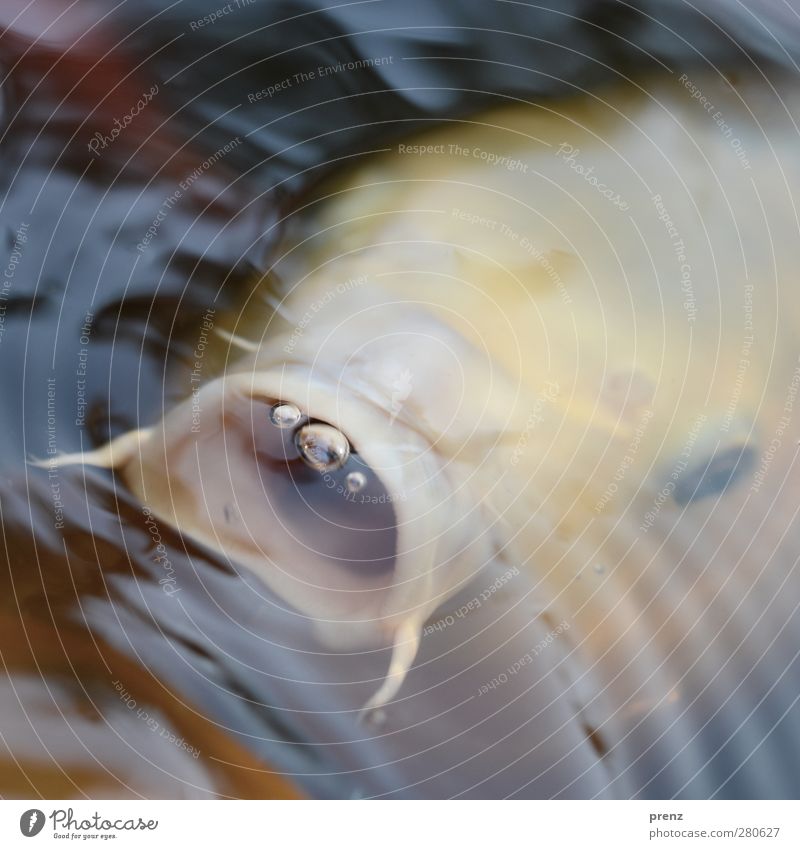 Koi Umwelt Natur Tier 1 braun gelb Fisch Maul offen Luftblase Wasser Teich Farbfoto Außenaufnahme Menschenleer Textfreiraum oben Tag Unschärfe