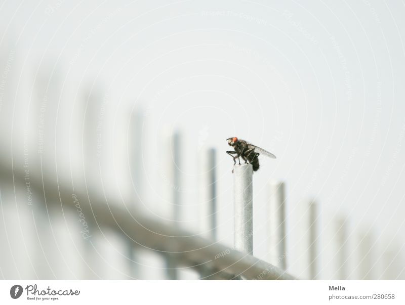 Startposition Umwelt Tier Fliege Insekt 1 Stab Gitter Zaun Metall hocken sitzen hell klein grau gleich Pause Farbfoto Außenaufnahme Menschenleer