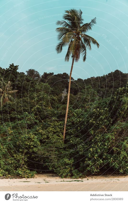 Grüner Tropenwald an der Sandküste tropisch Wald Küste Handfläche Jamaika Himmel Pflanze exotisch blau frisch grün Natur Ferien & Urlaub & Reisen Urwald Sommer