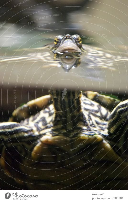 was gugsch du ? Luft Wasser Haustier Zoo Schildkröte 1 Tier atmen füttern Schwimmen & Baden grün beobachten Aquarium Hals Farbfoto Innenaufnahme Menschenleer