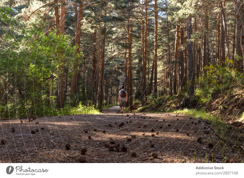 Abenteuerlustiger Mann im Wald an einem sonnigen Frühlingstag Natur laufen Berge u. Gebirge Trekking Mensch Jugendliche Sonnenstrahlen wandern Park schön
