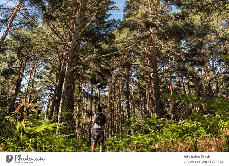 Abenteuerlustiger Mann im Wald an einem sonnigen Frühlingstag Natur laufen Berge u. Gebirge Trekking Mensch Jugendliche Sonnenstrahlen wandern Park schön
