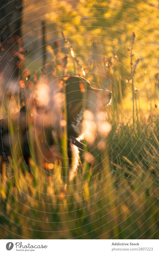 Berner Sennenhund Porträt in Blumenlandschaft Hund grün Tier Löwenzahn Kopf Frühling heimisch Landen Natur Jagd Gras Außenaufnahme Pflanze Jahreszeiten selektiv
