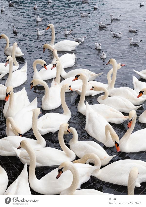 Large group of white swans and seagulls Natur Tier Wasser Teich See Wildtier Vogel Schwan Flügel Tiergruppe Schwimmen & Baden schön blau grau weiß chaotisch