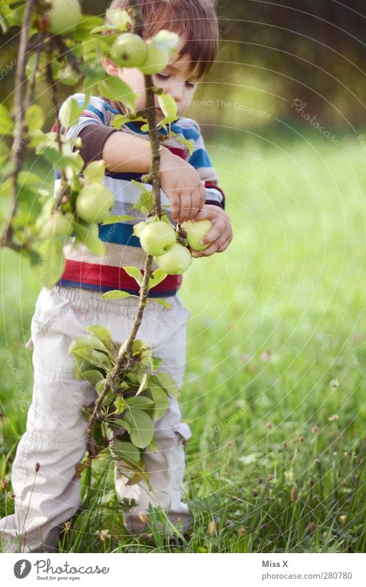 Erntehelfer Lebensmittel Frucht Apfel Ernährung Bioprodukte Vegetarische Ernährung Spielen Garten Mensch Kind Kleinkind 1 1-3 Jahre 3-8 Jahre Kindheit Sommer