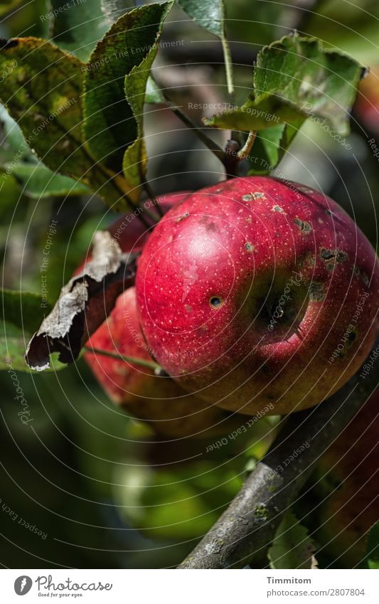Karl staunt: voll bio! Lebensmittel Apfel Ernährung Umwelt Natur Pflanze Garten Wachstum frisch Gesundheit natürlich grün rot Gefühle Fröhlichkeit Zufriedenheit