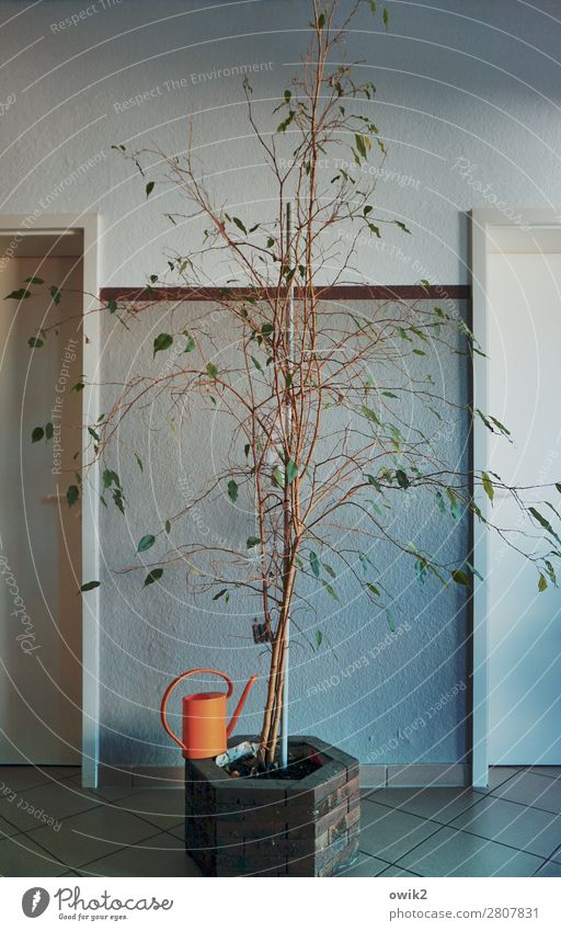 Ab und zu gießen Pflanze Topfpflanze Mauer Wand Tür Gießkanne Kunststoff stehen Wachstum trist orange karg Farbfoto Innenaufnahme Menschenleer Textfreiraum oben