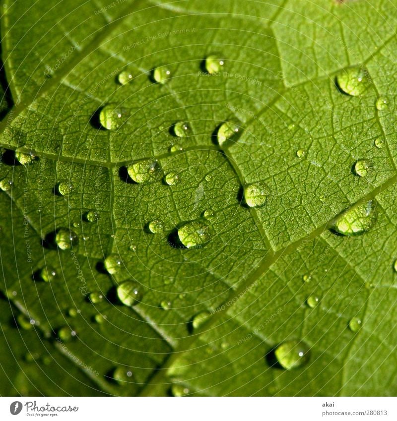 Das Blatt 35 Natur Pflanze schlechtes Wetter Regen nass grün Weinblatt Spätburgunderblatt Tropfen Blattadern Makroaufnahme Naturwuchs Wasser Farbfoto Tag