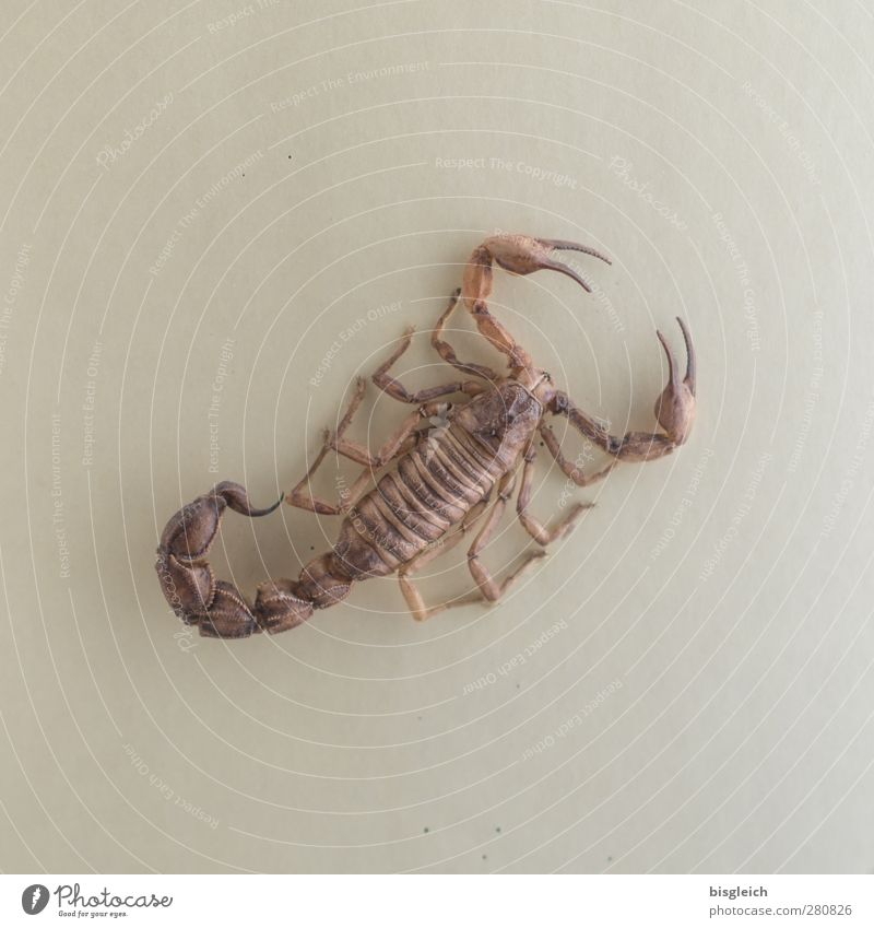Skorpion 1 Tier braun Gift Beine Schere Stachel Farbfoto Gedeckte Farben Innenaufnahme Menschenleer Hintergrund neutral Kunstlicht