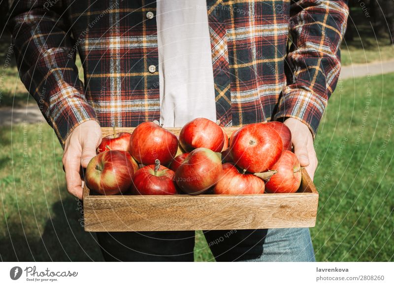 Mann im karierten Hemd mit Holzkiste und Bio-Äpfeln Apfel pflücken gesichtslos Gras Herbst Hand Vegetarische Ernährung Diät Landwirtschaft Ernte Tablett Kasten