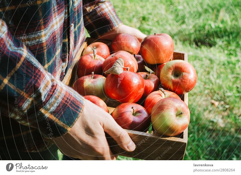 Mann im karierten Hemd mit Holzkiste und Bio-Äpfeln Apfel pflücken gesichtslos Gras Herbst Hand Vegetarische Ernährung Diät Landwirtschaft Ernte Tablett Kasten