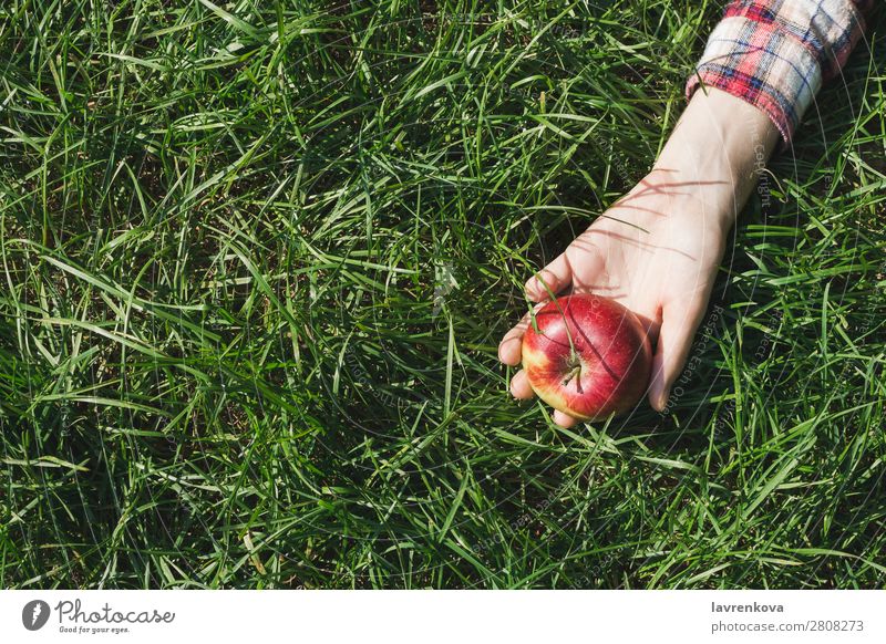 Frauenhand im karierten Hemd mit rotem Apfel auf Gras Natur Picknick pflücken Hand Farbe Wiese Außenaufnahme organisch Hintergrundbild Jahreszeiten Gesundheit