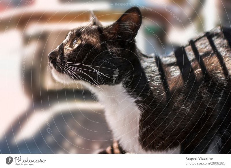 Profil einer schwarz-weißen Katze Tier 1 beobachten glänzend Blick leuchten dunkel unten achtsam Selbstständigkeit Farbfoto Außenaufnahme Morgen