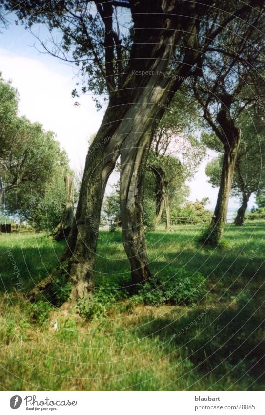 Finde die Maus Baum grün Suche Italien Garda Sirmione Olivebäme