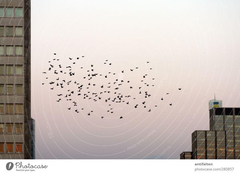 Der Schwarm Himmel Wolkenloser Himmel Schönes Wetter Stadt Stadtrand Skyline Haus Hochhaus Industrieanlage Mauer Wand Fassade Fenster Tier Vogel Tiergruppe