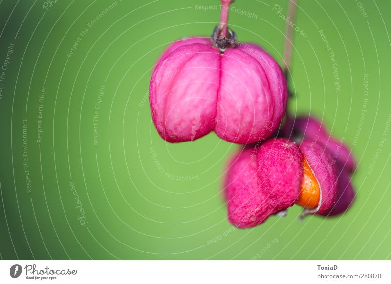 Das Pfaffenhütchen Natur Pflanze Sommer Herbst Sträucher Frucht Blühend hängen verblüht Wachstum exotisch frisch feminin grün rosa schön Hoffnung Erwartung